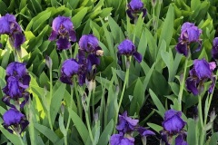 Town House Garden Iris
