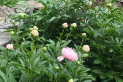 Town House Garden Peonies