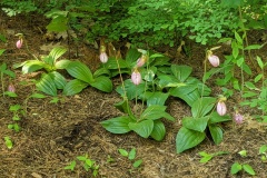 Lady-Slippers
